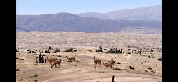 Animal screengrab from Planet Earth - Deserts